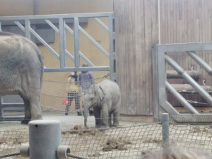 ZOO8
